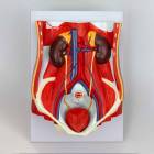 Nasco MG31345 Dual-Sex Urinary System Model, 6 Parts - Male Urinary System