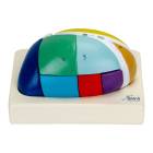 Nasco MG31535 Thalamus Model, 5x Enlarged, 7 Parts - Angle 1
