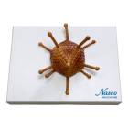 Nasco MG3188 Adenovirus Model, Enlarged - Angle 1