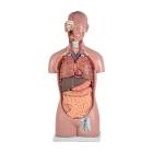 Nasco MG31997 Classic Unisex Torso Model, 16-Part, Front View
