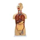 Nasco MG31998 Classic Unisex Torso Model, 18-Part