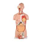 Nasco MG31999 Classic Dual-Sex Torso with Opened Neck and Back Model, 28-Part