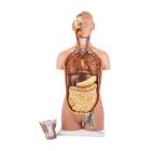 Nasco MG32003 Deluxe Dual-Sex Torso with Opened Neck and Back Model, 27-Part, Front  View with Interchangeable Urogenital