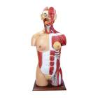 Nasco MG32004 Dual-Sex Muscular Torso with Opened Neck and Back Model, 28-Part, Front View