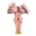 Nasco MG32074 Brainstem, Cerebellum, and Fourth Ventricle Model, 3 Parts - Angle 1