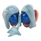 Nasco MG32216 Cerebral Ventricle and Basal Nucleus Model - Angle 1