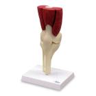 Nasco MG34917 Knee with Muscles Model - Front View