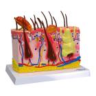 Nasco MG34920 Normal and Pathological Canine Skin Section Model, Enlarged - Angle 1