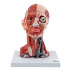 Nasco MG34921 Neck and Head Musculature Model, 10 Parts - Angle 1