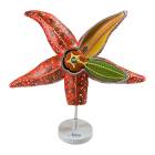 Nasco MG34923 Sea Star Anatomy Model, 4x Enlarged - Angle 1