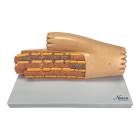 Nasco MG34954 Micro-Anatomy Cardiac Muscle Fiber Model, Enlarged - Front View