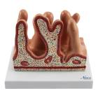Nasco MG35533 Micro Anatomy Intestinal Villus Model, 400x Enlarged - Front View