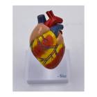 Nasco MG36146 Canine Heart Model