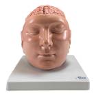 Nasco MG36150 Brain with Arteries Model, 9 Parts - Angle 1