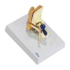 Nasco MG36905 Ear Model, Left Top Angle View