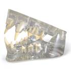 Nasco MG36907 Healthy Feline Jaw Model