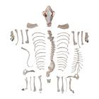 Nasco MG36996 Dog Skeleton Model, Unmounted - Angle 1