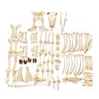 Nasco MG37010 Bovine Skeleton Model, Unmounted