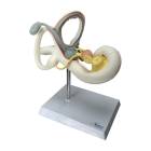 Nasco MG38393 Cochlea Model, 8x Enlarged, 2 Parts, Left Angle View