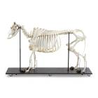 Nasco MG38523 Bovine Skeleton Model