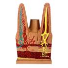 Nasco MG38529 Intestinal Villi Model, 100x Enlarged - Front View