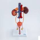 Nasco MG40887 Male Urinary System Model - Front View