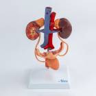 Nasco MG40888 Female Urinary System Model - Front View