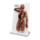 Nasco MG42722 Human Lymphatic System Model