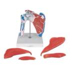 Nasco MG42797 Human Shoulder Joint With Rotator Cuff, 5 Parts - Disassembled