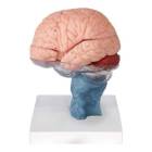 Nasco MG42799 Human Brain with Cervical Spine, 15 Parts