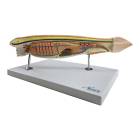 Nasco MG4321 Amphioxus Model, 10x Enlarged, 3 Parts - Angle 1
