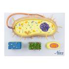 Nasco MG4614 Bacterium Anatomy Model, Enlarged