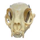Nasco MG7391 Cat Skull Model - Angle 1