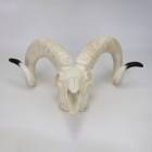 Nasco MG7393 Domestic Sheep Skull Model - Angle 1