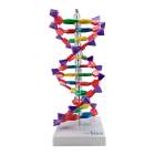 Nasco MG7968 DNA Double Helix Model, 12 Layers, Enlarged - Angle 1
