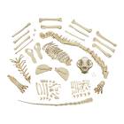 Nasco MG8514 Cat Skeleton Model, Unmounted