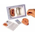 Acupuncture Ear Models - Two