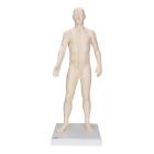 Acupuncture Model - Male