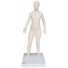 Acupuncture Model - Female