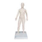 Acupuncture Model - Female