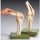 Functional Model of the Knee Joint