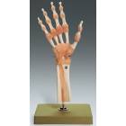Functional Model of the Hand and Wrist