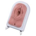 3B Scientific P95 Episiotomy and Suturing Trainer - Light Skin Tone