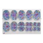 3B Scientific R02/1 Meiosis Model