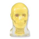 RSD RS-108TCB Head Phantom with Cadaver Bones, Transparent - With Cervical Spine