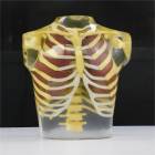 RS-111T Anthropomorphic Thorax Phantom - Transparent