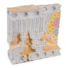 Block Model of Leaf Structure