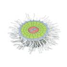 3B Scientific T21002 Absorption Zone of the Root Model
