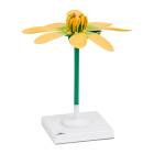 Lesser Celandine Flower (Ficaria verna) Model