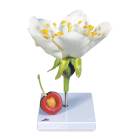 Cherry Blossom with Fruit (Prunus avium) Model